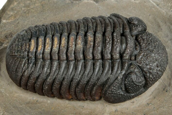 Very Nice Morocops Trilobite - Foum Zguid, Morocco #261845